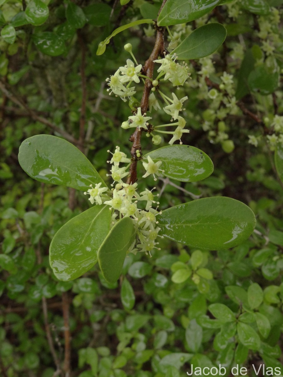 Gymnosporia emarginata (Willd.) Thwaites
